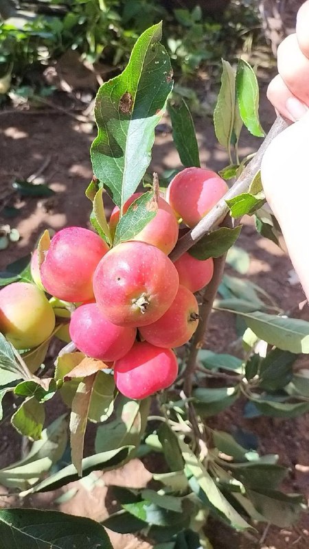 花红花红（学名：Malus asiatica Nakai），又叫沙果，是一种蔷薇科、苹果属植物，落叶小乔木，叶卵形或椭圆形，花粉红色，果实球形，黄绿色带微红，果皮脆而韧，果肉黄白色，有清香味，花期4-5月，果期8-9月