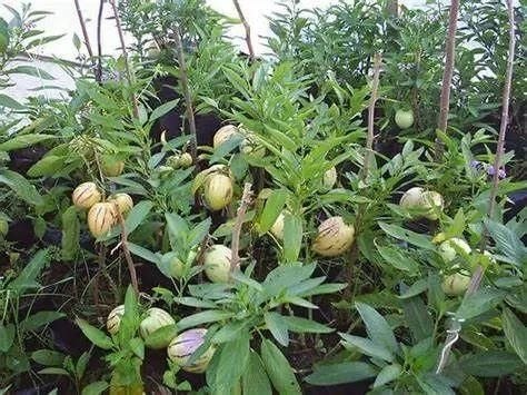 为什么人参果并不好吃因为人参果本名香瓜茄，之所以叫人参果，就是因为不好吃，但因«西游记»的播出，让人参果这种神奇宝贝出名了，商家和种植户就碰了个瓷，叫上了人参果这个名字
