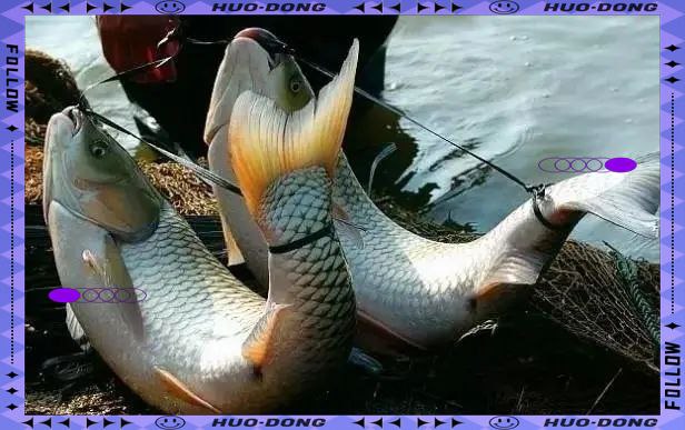 鱼直接捞放塑料袋比放在有水的桶里拎过去放生更容易活卖鱼老婆婆说，“鱼直接捞放塑料袋比放在有水的桶里拎过去放生更容易活”，她这是哪门子道理？鱼会 “溺” 死在浅水里，塑料袋不加水反倒减少了鱼的运动耗能，还增加了鱼的吸氧，在长途运输的时候为了减少鱼的运动耗氧，甚至会对鱼进行麻醉