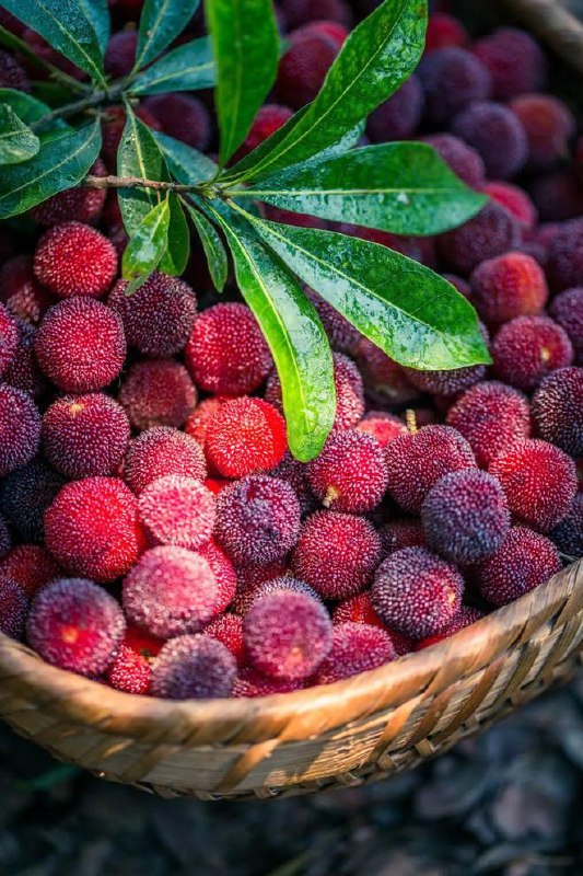 浙江，中国杨梅产量最多的省份，全球杨梅经济栽培面积的 98% 以上来自中国，而中国 60% 左右的杨梅，都来自浙江